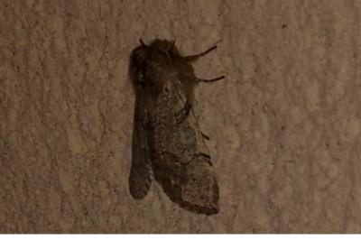 <i>Achlya flavicornis</i>