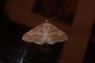 <i>Phigaliohybernia marginaria</i>