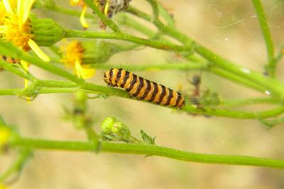 <i>Tyria jacobaeae</i>