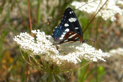 <i>Limenitis reducta</i>