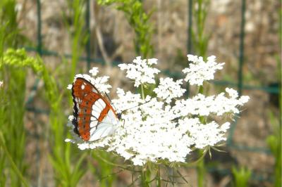 <i>Limenitis reducta</i>