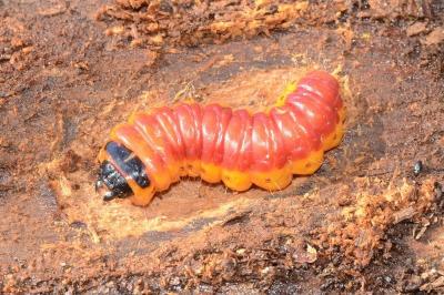 <i>Cossus cossus</i>