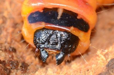 <i>Cossus cossus</i>