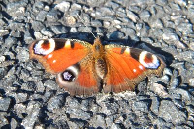 <i>Aglais io</i>