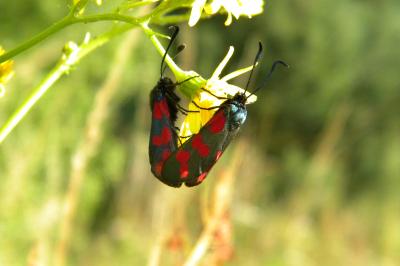 <i>Zygaena filipendulae</i>