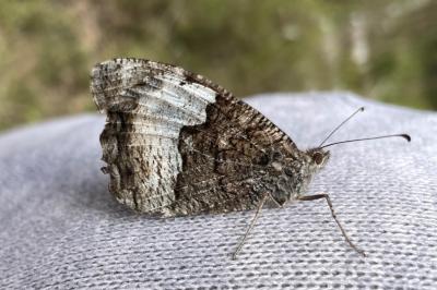 <i>Hipparchia fagi</i>
