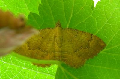 <i>Camptogramma bilineata</i>