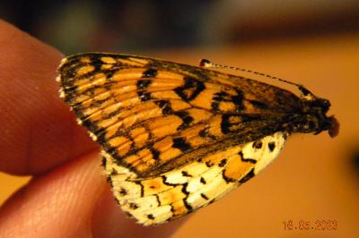 <i>Melitaea cinxia</i>