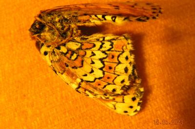<i>Melitaea cinxia</i>