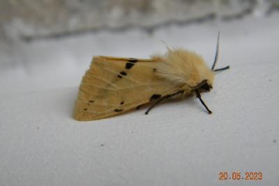 <i>Spilarctia lutea</i>