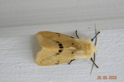 <i>Spilarctia lutea</i>