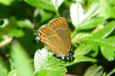 <i>Satyrium pruni</i>
