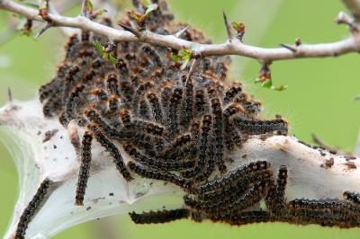 <i>Eriogaster catax</i>