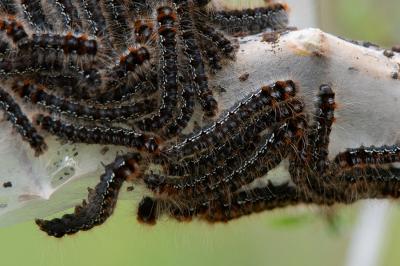 <i>Eriogaster catax</i>