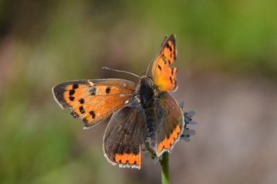 <i>Lycaena phlaeas</i>