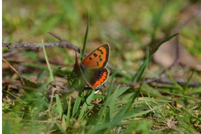 <i>Lycaena phlaeas</i>
