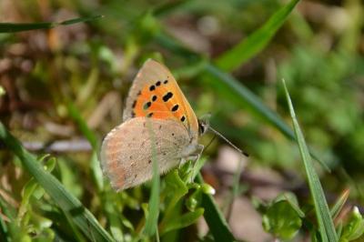 <i>Lycaena phlaeas</i>