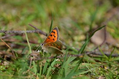 <i>Lycaena phlaeas</i>