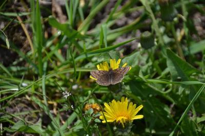 <i>Erynnis tages</i>