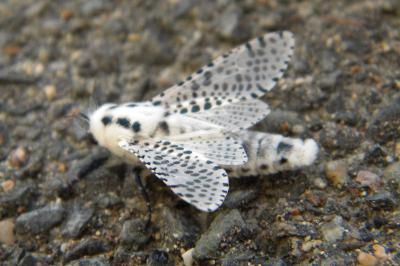 <i>Zeuzera pyrina</i>