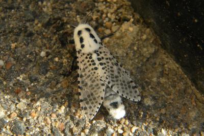 <i>Zeuzera pyrina</i>