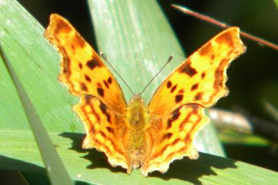 <i>Polygonia c-album</i>