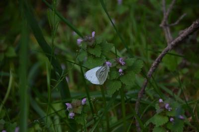 <i>Pieris napi</i>
