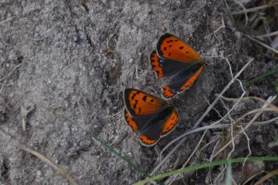 <i>Lycaena phlaeas</i>