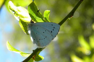 <i>Celastrina argiolus</i>