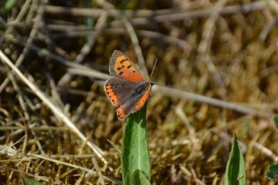 <i>Lycaena phlaeas</i>