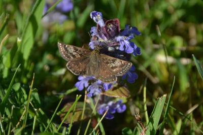 <i>Erynnis tages</i>