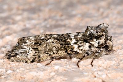 <i>Polyploca ridens</i>