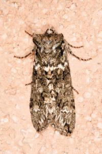 <i>Polyploca ridens</i>