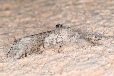 <i>Calliteara pudibunda</i>