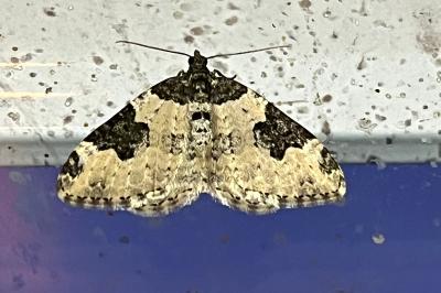 <i>Xanthorhoe fluctuata</i>
