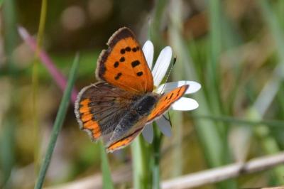 <i>Lycaena phlaeas</i>