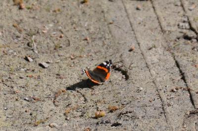 <i>Vanessa atalanta</i>