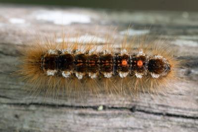 <i>Euproctis chrysorrhoea</i>