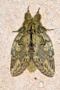 <i>Peridea anceps</i>