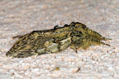 <i>Peridea anceps</i>