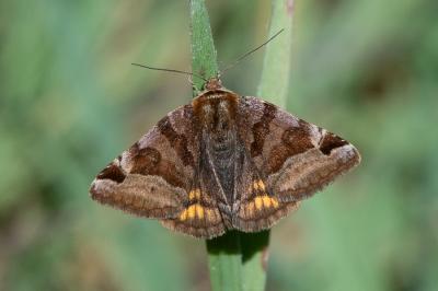 <i>Euclidia glyphica</i>