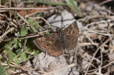 <i>Erynnis tages</i>
