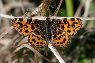 <i>Araschnia levana</i>