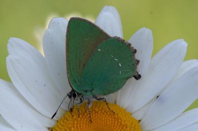<i>Callophrys rubi</i>