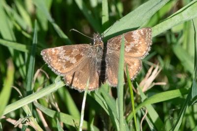 <i>Erynnis tages</i>
