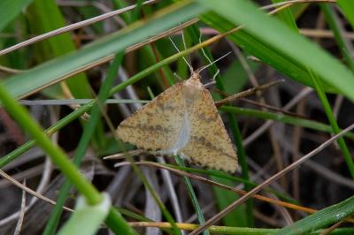 <i>Aspitates ochrearia</i>
