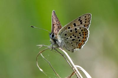 <i>Lycaena tityrus</i>