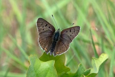 <i>Lycaena tityrus</i>