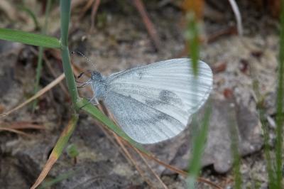 <i>Leptidea sinapis</i>