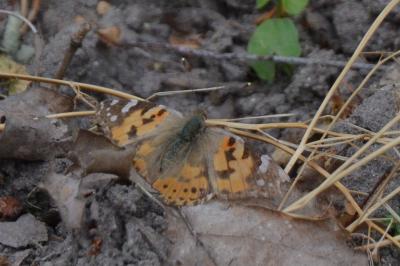 Vanessa cardui
